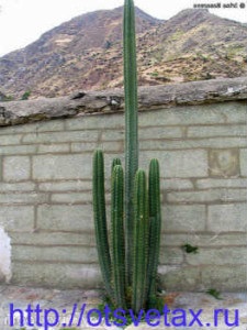 Kaktuszok nőnek csak Amerikában