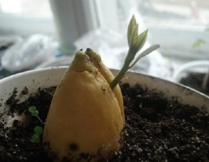 Hogyan növekszik az avokádó egy kő otthon