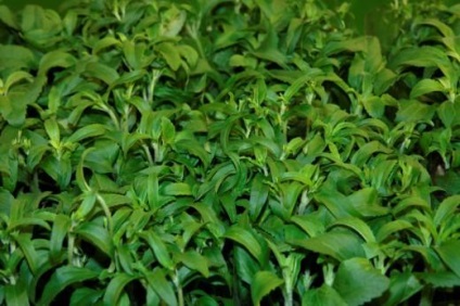 Hogyan növekszik stevia a nyílt terepen, és milyen ellátás van szüksége