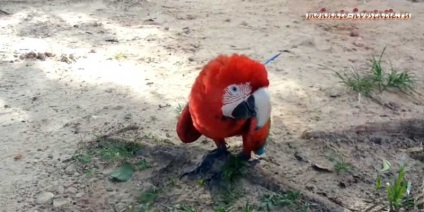Hogyan gyorsítható egy papagáj viszont csak borzasztó tépőzáras, bozontos farkú