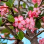 Hogyan készítsünk virág Adenium Adenium otthon a lakásban (házban) Hogyan készítsünk virág Adenium Adenium otthon a lakások