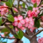 Hogyan készítsünk virág Adenium Adenium otthon a lakások