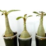 Hogyan készítsünk virág Adenium Adenium otthon a lakásban (házban) Hogyan készítsünk virág Adenium Adenium otthon a lakások