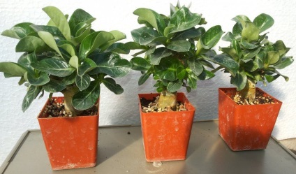 Hogyan készítsünk virág Adenium Adenium otthon a lakások (hogy) Hogyan készítsünk virág Adenium Adenium otthon a lakások