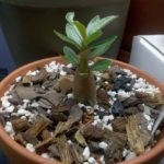 Hogyan készítsünk virág Adenium Adenium otthon a lakások (Adenium) Hogyan készítsünk virág Adenium Adenium otthon a lakások
