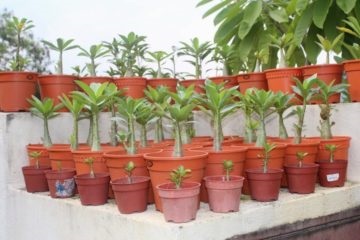 Hogyan készítsünk virág Adenium Adenium otthon a lakások (feltételek) Hogyan készítsünk virág Adenium Adenium otthon a lakások