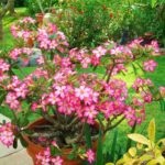 Hogyan készítsünk virág Adenium Adenium otthon a lakások (Adenium) Hogyan készítsünk virág Adenium Adenium otthon a lakások