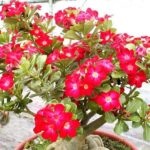 Hogyan készítsünk virág Adenium Adenium otthon a lakások (feltételek) Hogyan készítsünk virág Adenium Adenium otthon a lakások