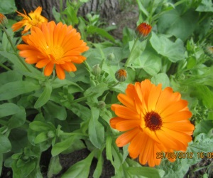 Calendula kozmetikumokban Dr. zöld