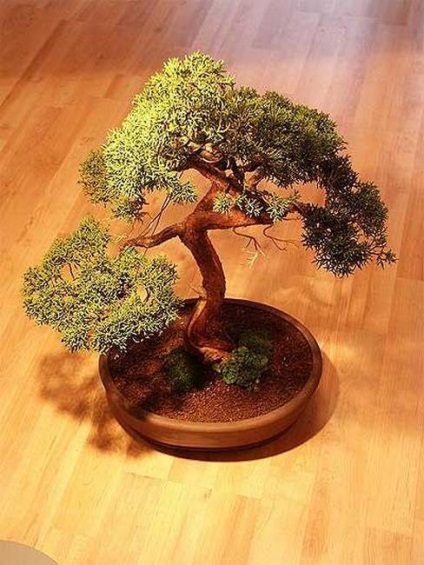 bonsai bonsai