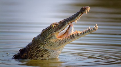 До чого сниться крокодил маленький або великий, його укус