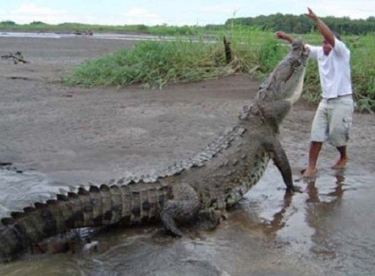 До чого сниться крокодил маленький або великий, його укус