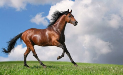 Mi az álom ló