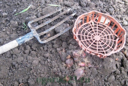 Amikor ásni tulipán, tárolja a hagymákat ültetés előtt