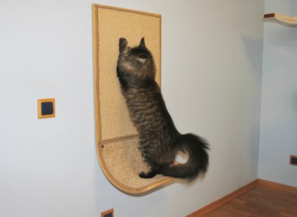 Körömkoptatók macskáknak védelme bútor, macska megjegyzi egy tapasztalt állatorvos