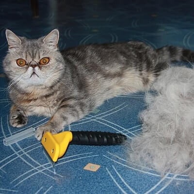 Mats egy macska (cica), az erős gerendák gyapjú