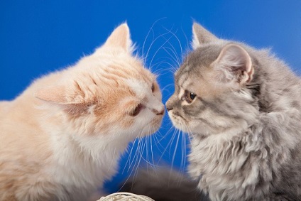 A macska orra - a legfontosabb szerve az állat