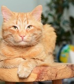 Macskák, a szőrös kedvencek - egy macska, háziállat