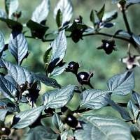 Belladonna - Properties and Applications nadragulya, belladonna kivonat, tinktúra, cikkeket (belladonna) Belladonna - Properties and Applications nadragulya, belladonna kivonat, tinktúra, cikkek