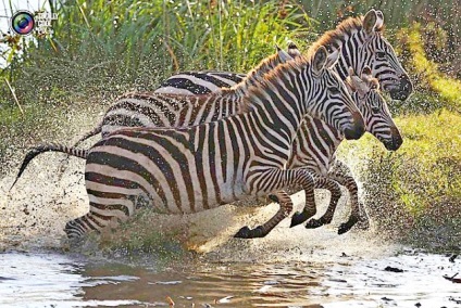 Ki tett zebra csíkos lesz egy környezetvédelmi lenyomatát (rovarok) Ki tett zebra csíkos lesz a környezeti Digest