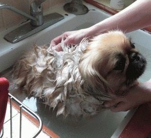 fürdés Pekingese