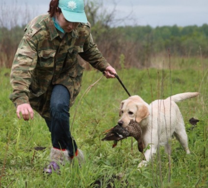 Labrador vadászat minőségi oktatás, a képzés és a kutya nataska