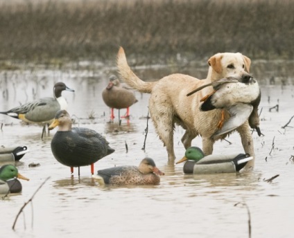 Labrador vadászat minőségi oktatás, a képzés és a kutya nataska