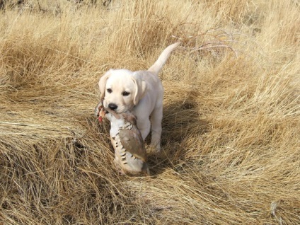 Labrador vadászat minőségi oktatás, a képzés és a kutya nataska