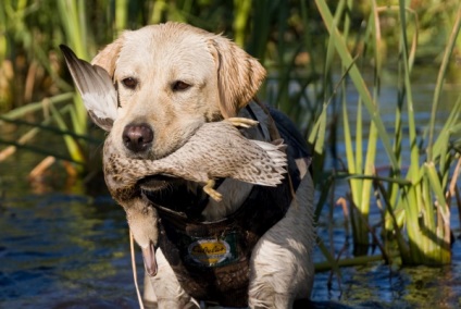 Labrador vadászat minőségi oktatás, a képzés és a kutya nataska