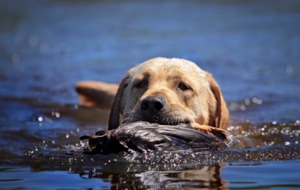 Labrador vadászat minőségi oktatás, a képzés és a kutya nataska