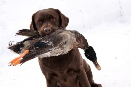 Labrador vadászat minőségi oktatás, a képzés és a kutya nataska