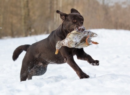 Labrador vadászat minőségi oktatás, a képzés és a kutya nataska