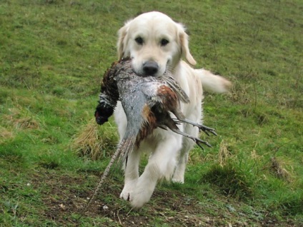 Labrador vadászat minőségi oktatás, a képzés és a kutya nataska