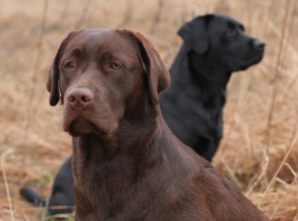 Labrador vadászat minőségi oktatás, a képzés és a kutya nataska