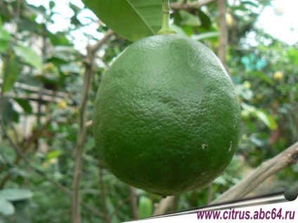 Lime (nem tévesztendő össze a zöld citrom), az összes beltéri mész kultúrák, hogyan növekszik a meszes