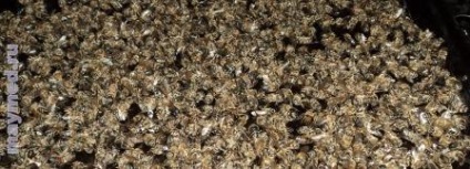 Kezelés Podmore méhek