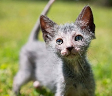 Liko - cat-váltókar - a csodálatos világ az állatok (Liko) Liko - cat-váltókar - a csodálatos világ az állatok