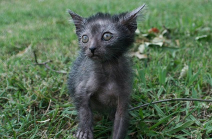 Liko - cat-váltókar - a csodálatos világ az állatok (háziállatok) Liko - cat-váltókar - a csodálatos világ az állatok