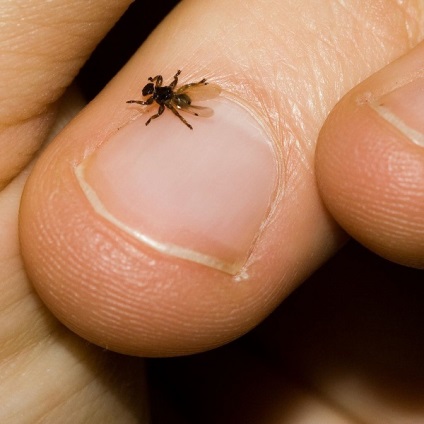 Betegséget terjesztő szúnyogok, legyek - hogyan védekezzünk? | Lőrinci Állatorvosi Rendelő