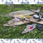 Pike halászat a nyáron egy sablon