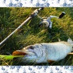 Pike halászat a nyáron egy sablon
