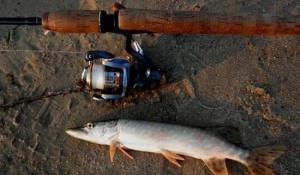 Pike halászat ráz fejét a nyáron, tavasszal, ősszel és télen