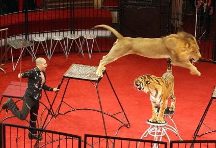 Oroszlánok és tigrisek a cirkuszban - képzés nagy macskák