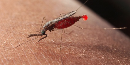 Anopheles szúnyog - minél több veszélyes az emberre, néz ki a kép, a ciklus fejlesztési és mit eszik