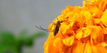 Anopheles szúnyog - minél több veszélyes az emberre, néz ki a kép, a ciklus fejlesztési és mit eszik