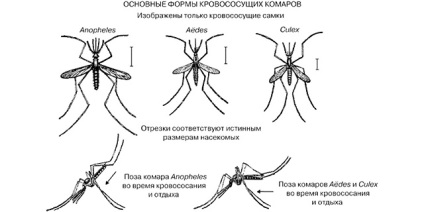 Anopheles szúnyog - minél több veszélyes az emberre, néz ki a kép, a ciklus fejlesztési és mit eszik