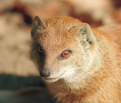 Mongoose fotó és leírás az állat (Mongoose) Mongoose fotó és leírás az állat