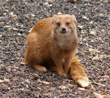 Mongoose fotó és leírás az állat (sávos mongúz) Mongoose fotó és leírás az állat