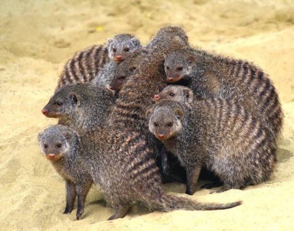 Mongoose fotó és leírás az állat (sávos mongúz) Mongoose fotó és leírás az állat