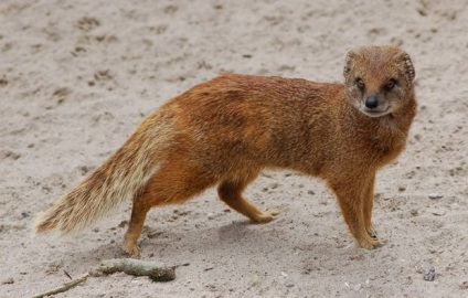 Mongoose fotó és leírás az állat (Mongoose) Mongoose fotó és leírás az állat